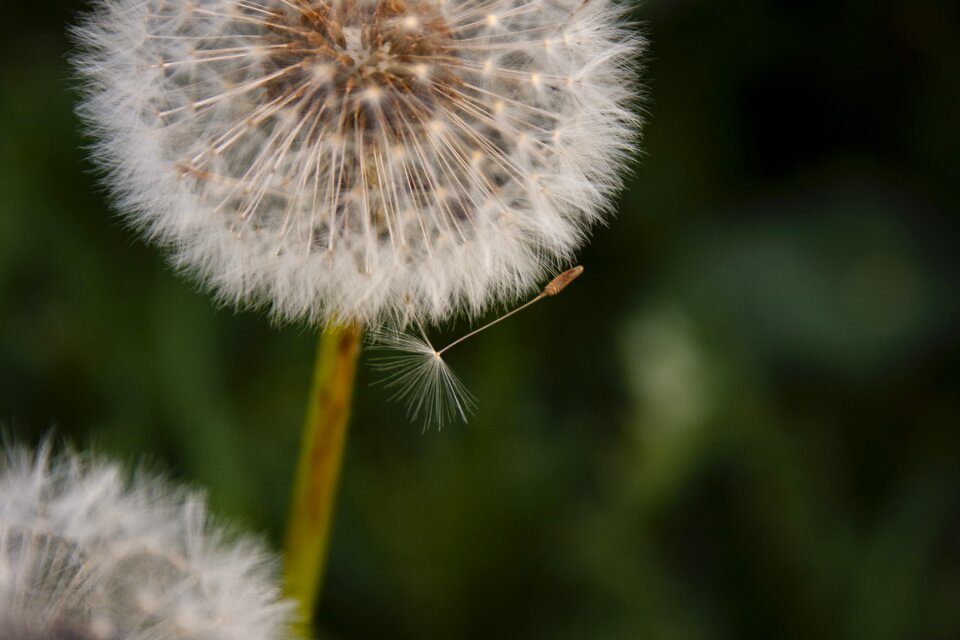 Close up summer flower
