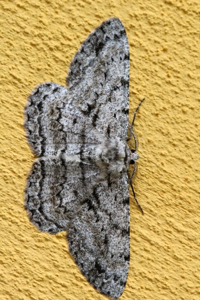 Close on pattern butterfly