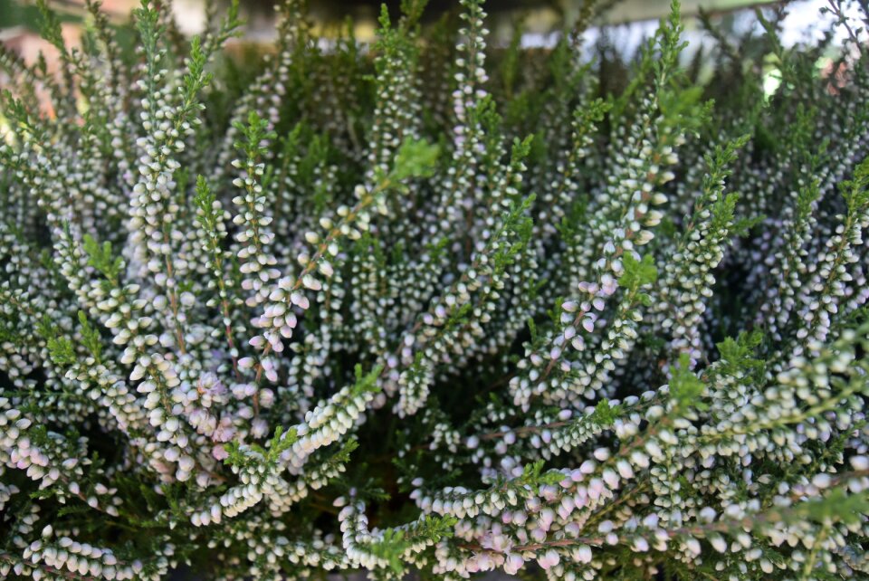Heathers nature heather white