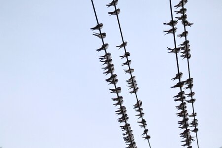 Swallows swarm power cable