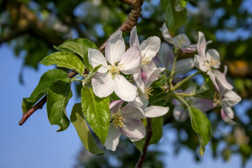 Bloom white tree