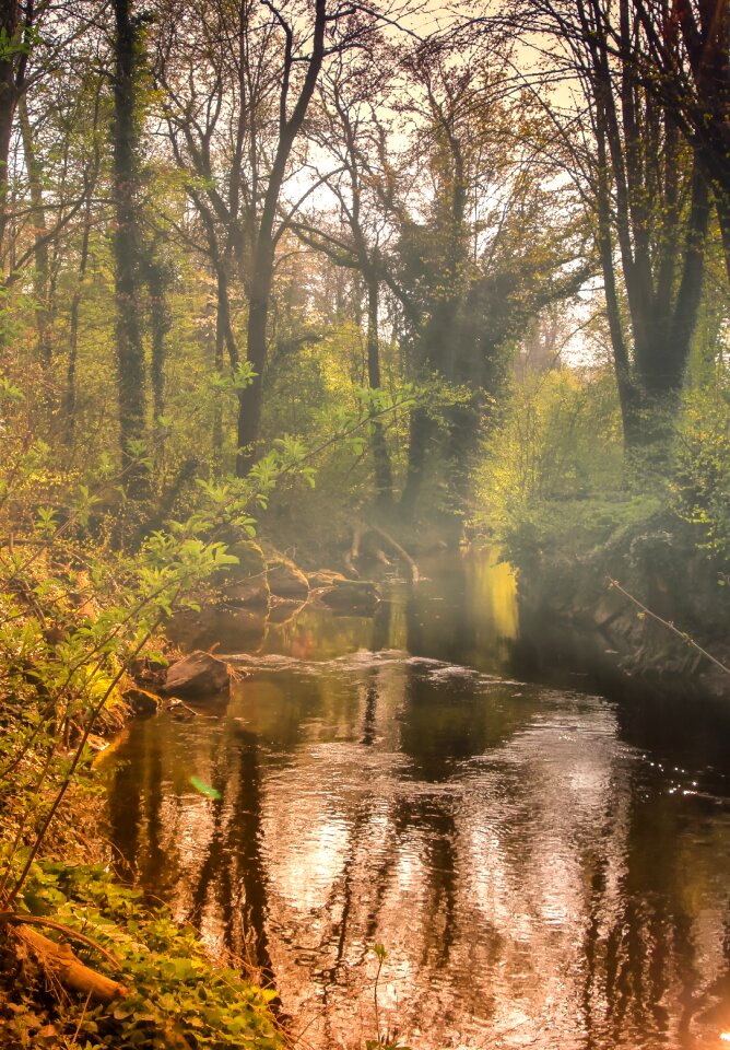 Fog nature forest photo