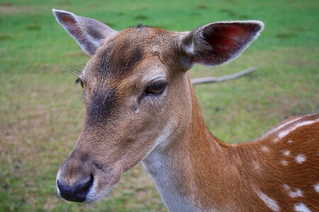Roe deer scheu forest animal