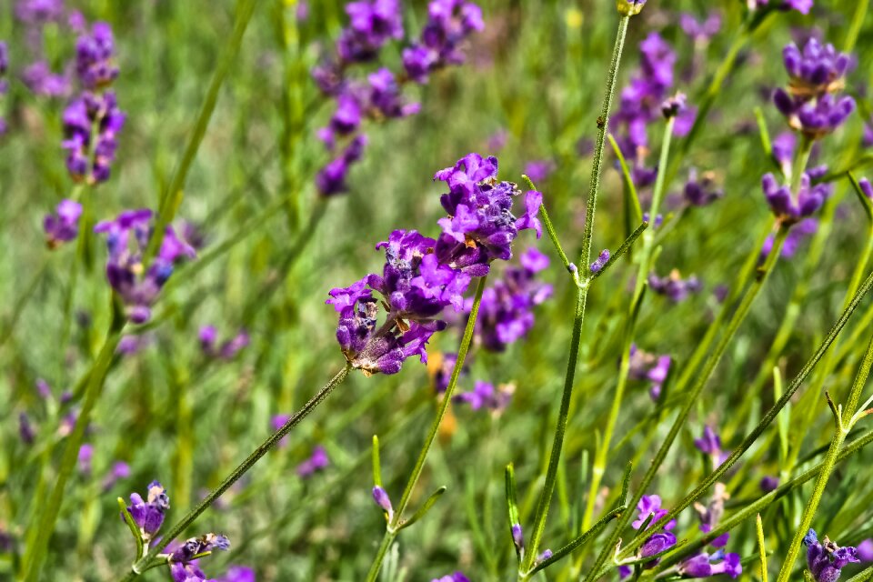 Violet purple flowers photo