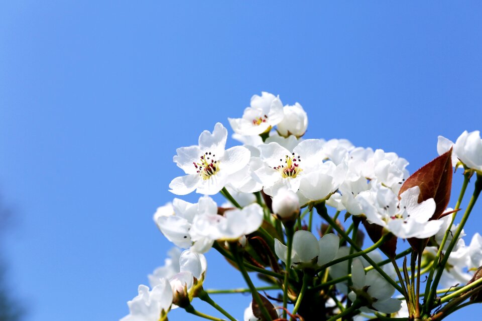 Season pear flower orchard