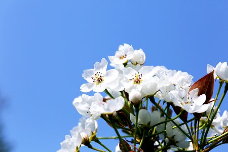 Season pear flower orchard photo