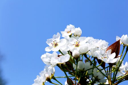 Season pear flower orchard