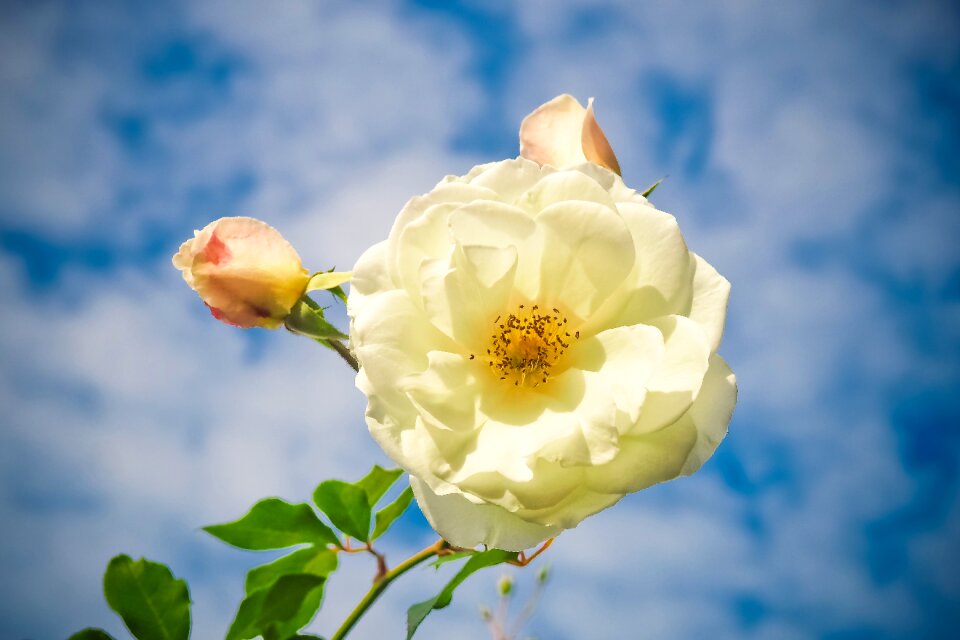 Bloom nature plant