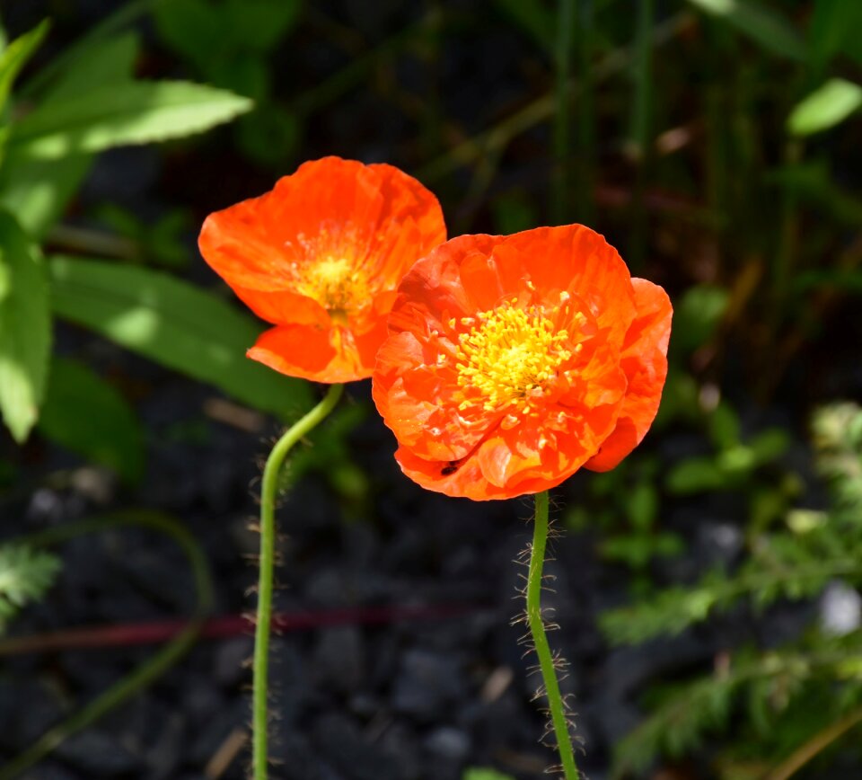 Plant flower red photo