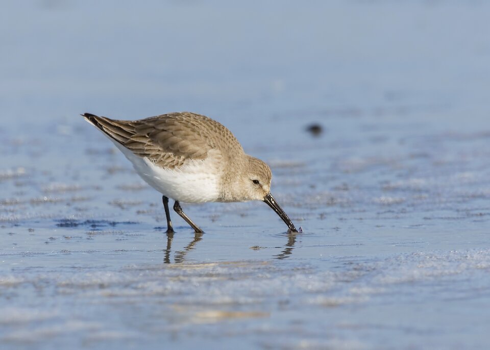 Wildlife water shorebird