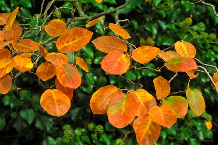 Landscape leaves mood