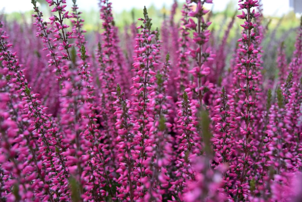 Heathers nature heather pink