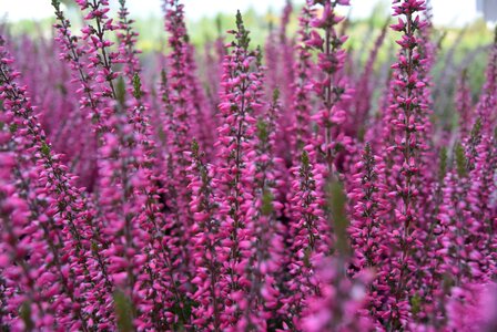 Heathers nature heather pink