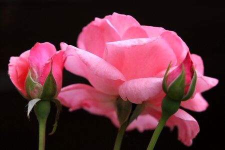 Blossom romantic spring