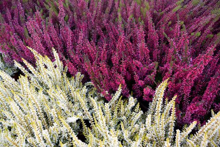 Heathers nature heather pink