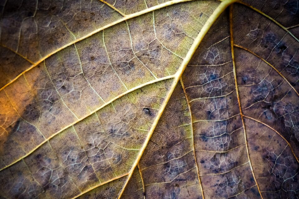 Pattern plant mood