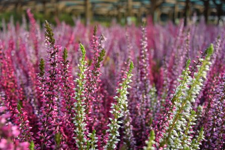Heathers nature heather pink
