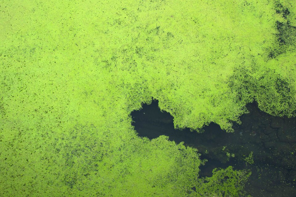 Background river aquatic plants