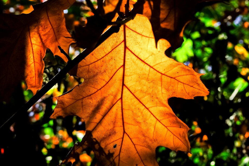 Landscape leaves mood