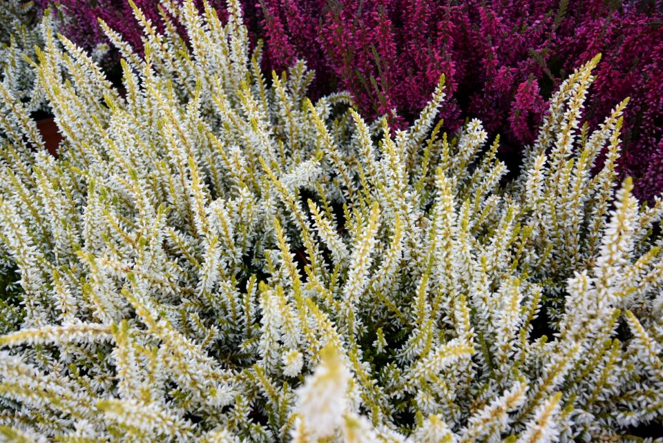 Heathers nature heather pink