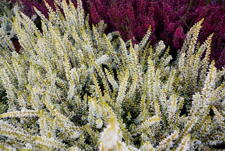 Heathers nature heather pink