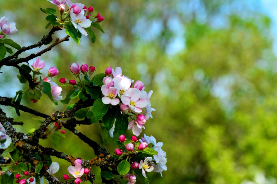 Flowers apple blossom tree