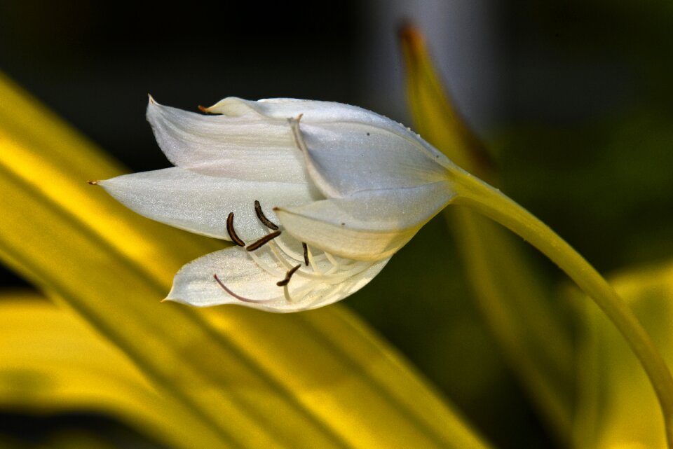 Blossom full bloom petal