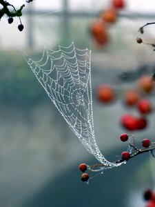Dew nature autumn