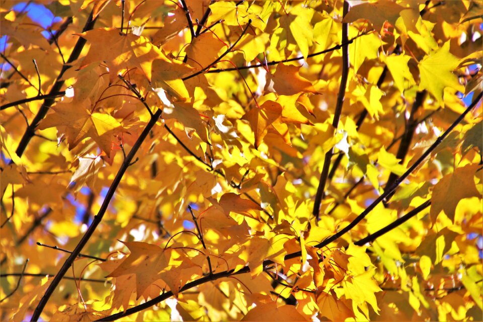 Tree autumn foliage