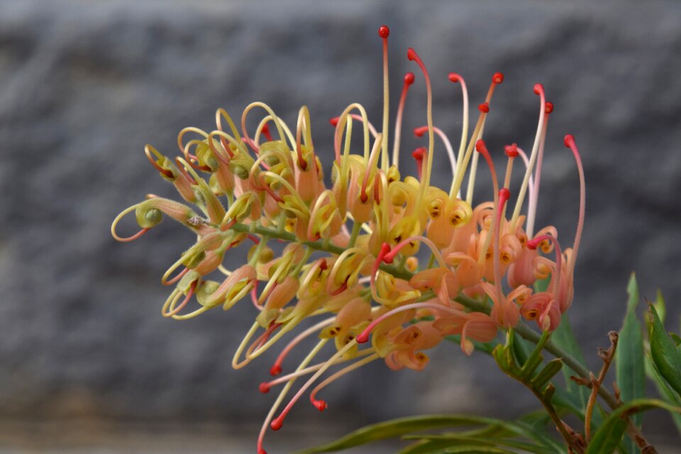 Unique flower blossom