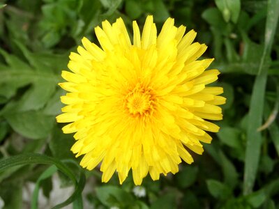 Bloom yellow plant