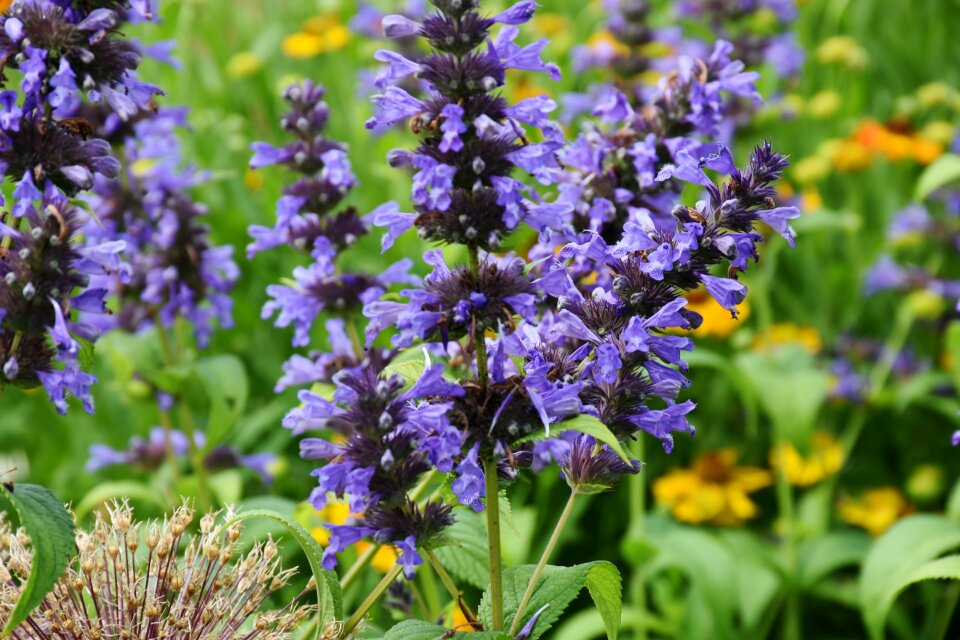 Bloom lavender flowers bloom