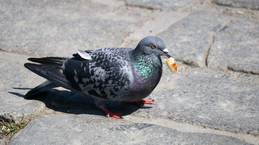 Wildlife columbidae feather