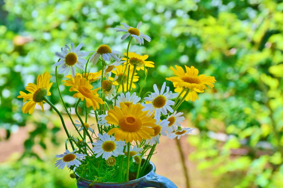 Meadow plant flowers