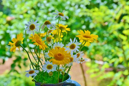 Meadow plant flowers photo