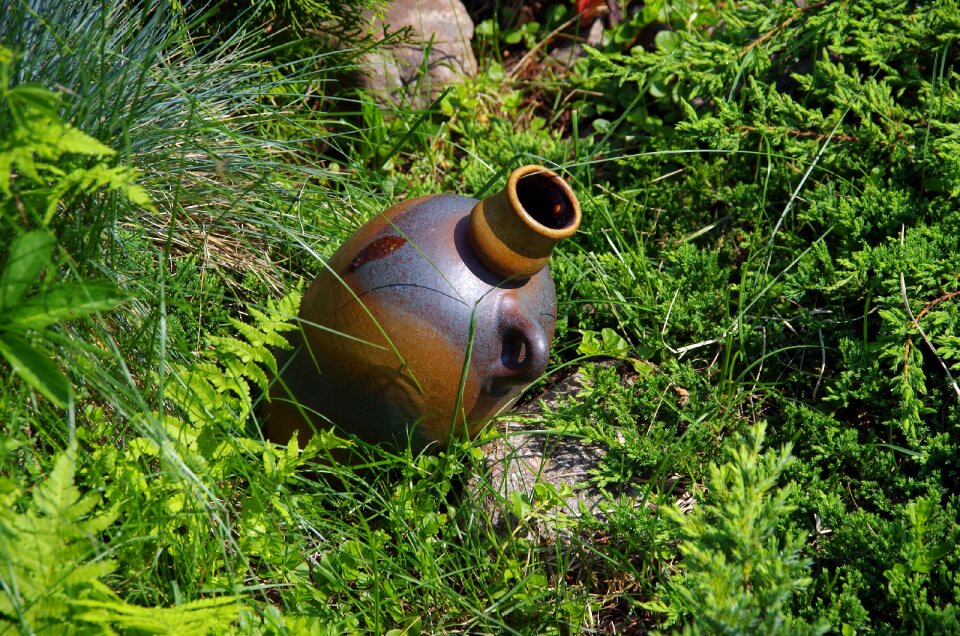 Spring home garden vegetation