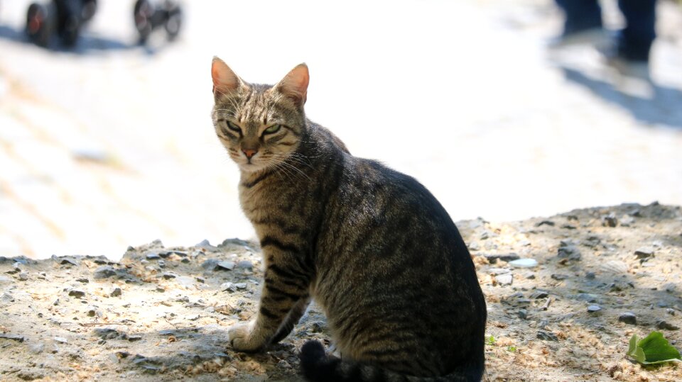 Fur leather cat native