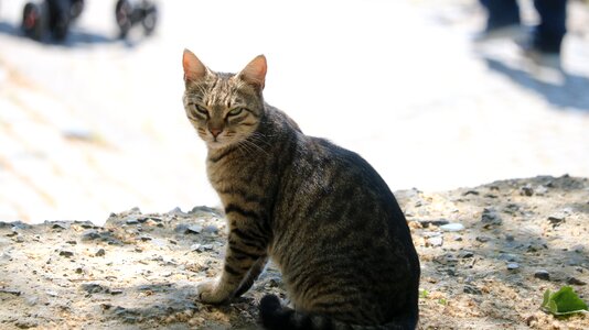 Fur leather cat native