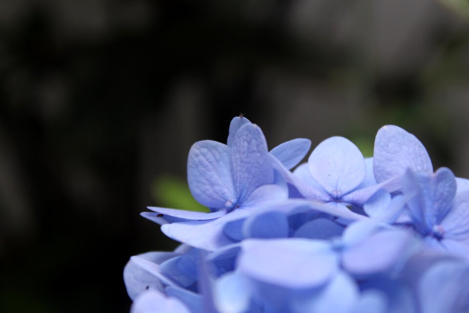 Petals flower plant