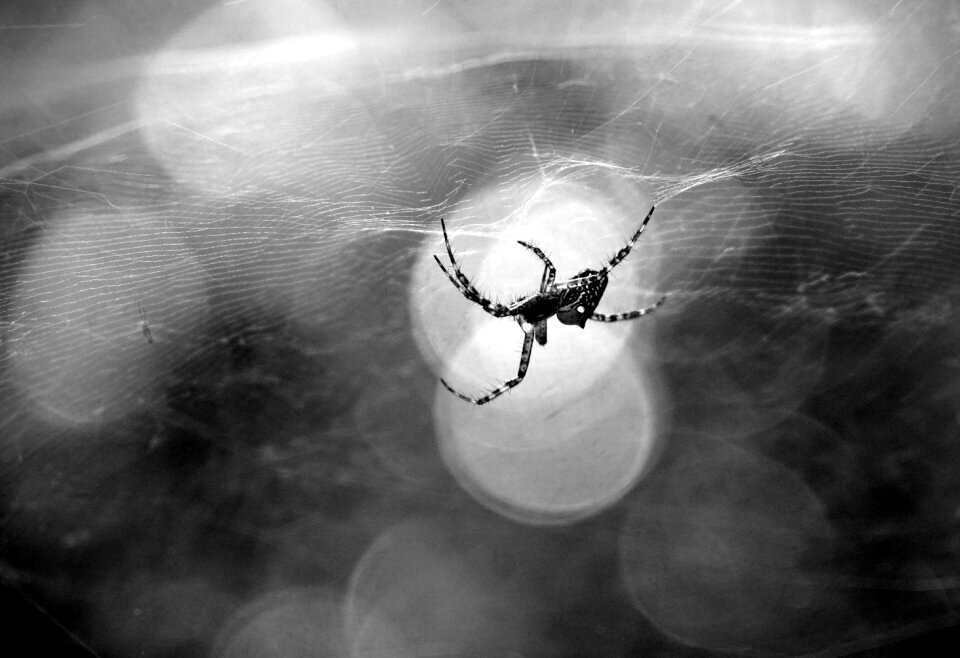 Spider buddha-nature light