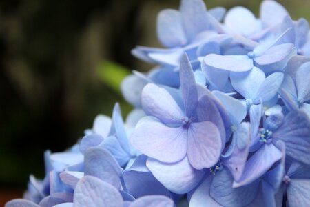 Petals flower plant
