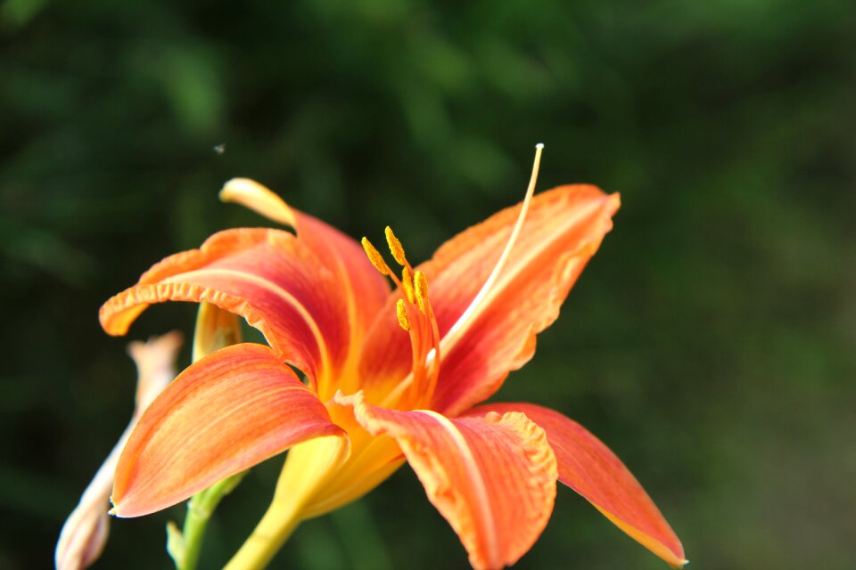 Flowering flower garden lily orange photo