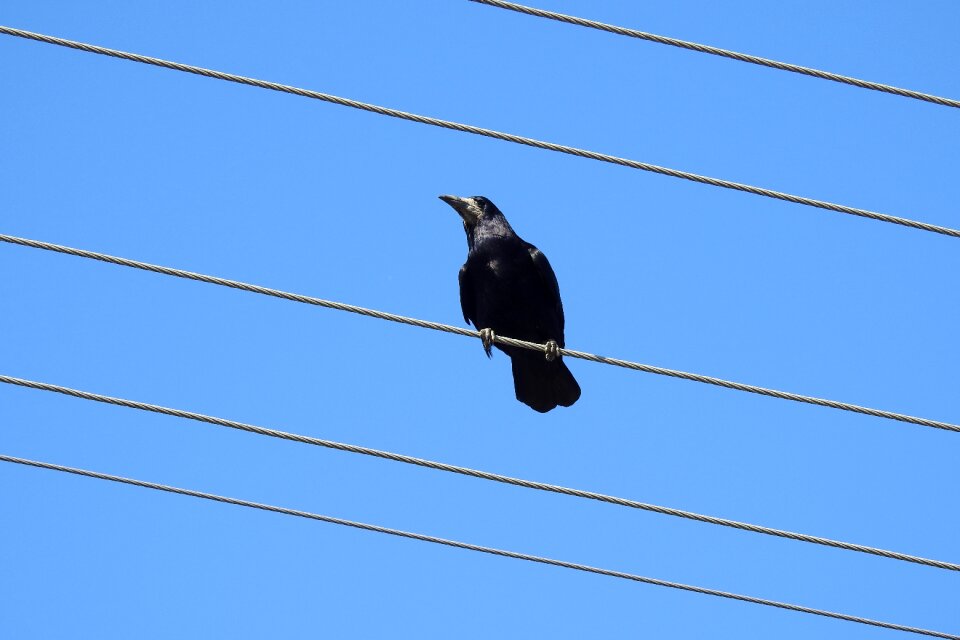 Transmission line wires nature