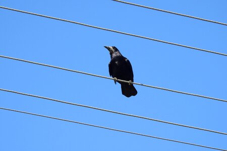 Transmission line wires nature