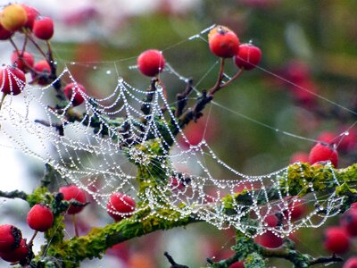 Canvas beads dew