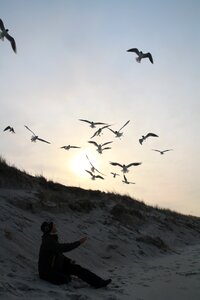 Sky freedom gulls photo