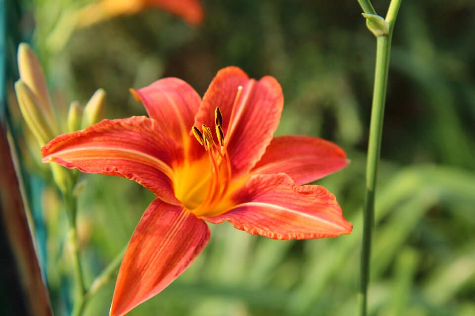 Flowering flower garden lily orange