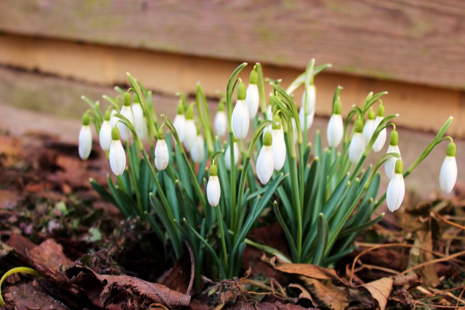 Leaf flower snowdrop