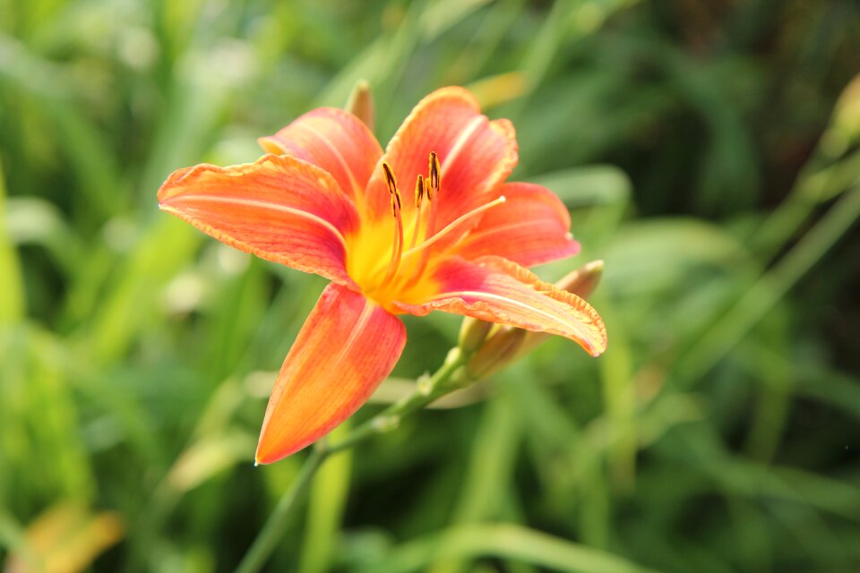 Flowering flower garden lily orange