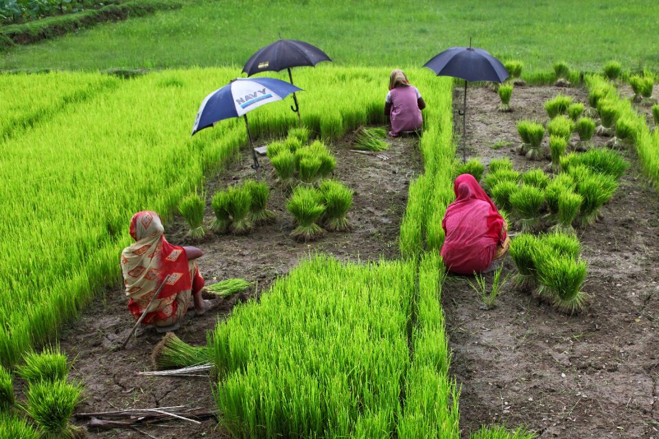 Women rice green rice